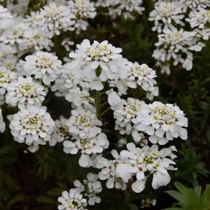 Iberis sempervirens 'Snowflake' ---